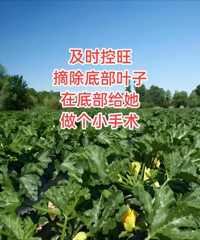 种植香瓜怎么打钩 种植香瓜怎么打钩