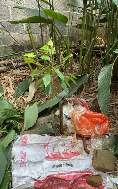 广西怎么种植榴莲 广西怎么种植榴莲