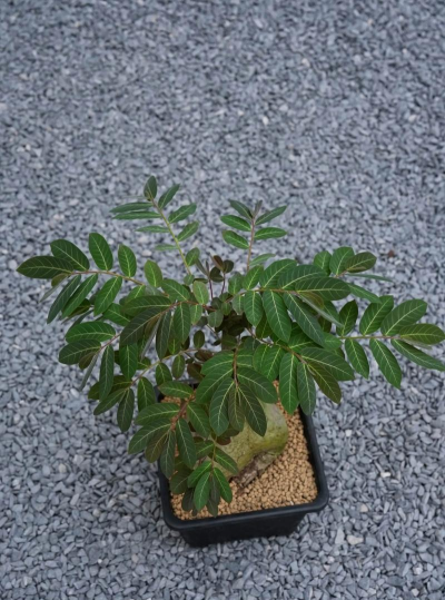 油柑盆景怎么种植 油柑盆景怎么种植