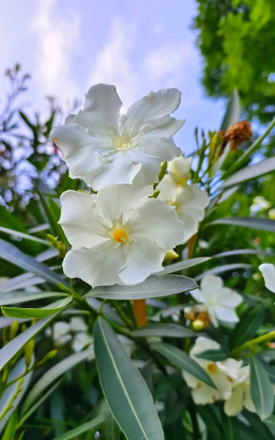 竹夹桃什么时候开花 竹夹桃什么时候开花