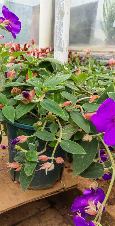 紫牡丹怎么种植 紫牡丹怎么种植