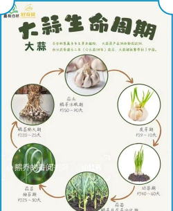 糖蒜怎么种植技术 糖蒜怎么种植技术