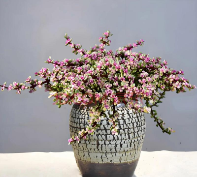 雅乐之舞为什么长的慢 雅乐之舞为什么长的慢