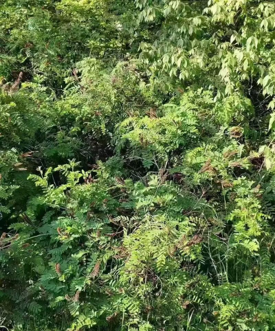 紫穗槐籽怎么种植 紫穗槐籽怎么种植