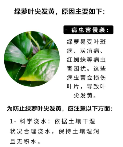 绿萝为什么晒太阳发黄 绿萝为什么晒太阳发黄