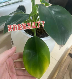 金钻为什么叶子发黄死了 金钻为什么叶子发黄死了