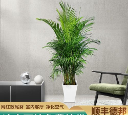 养凤尾竹用什么盆 养凤尾竹用什么盆