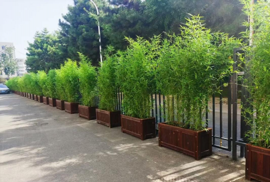 院里竹子怎么种植 院里竹子怎么种植