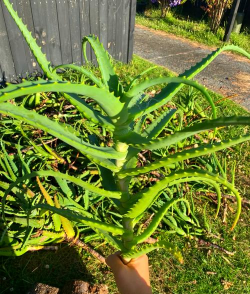 芦荟怎么种植嫁接 芦荟怎么种植嫁接