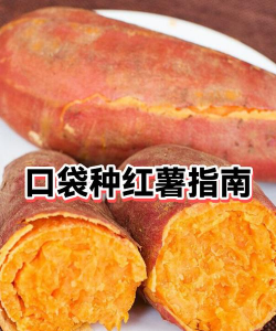 红薯口袋怎么种植 红薯口袋怎么种植