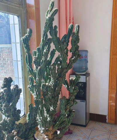 山影用什么土种植好 山影用什么土种植好