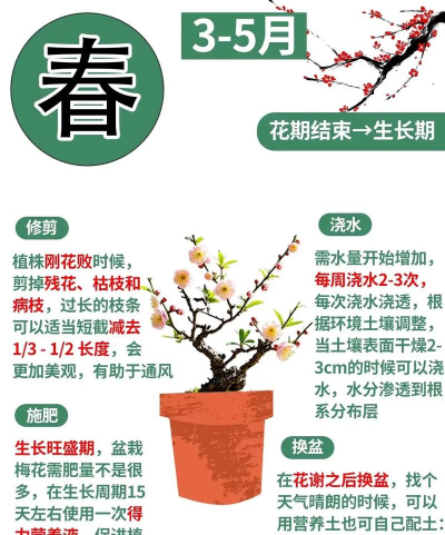 红梅怎么种植养护 红梅怎么种植养护