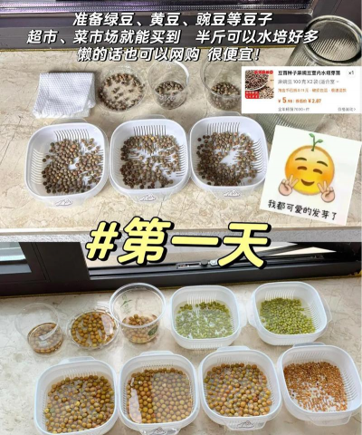 豌豆怎么萌芽种植 豌豆怎么萌芽种植