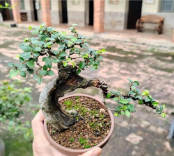 盆景为什么用土少 盆景为什么用土少