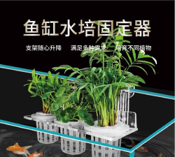 鱼缸种植怎么固定 鱼缸种植怎么固定