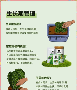 生菜怎么保存种植 生菜怎么保存种植