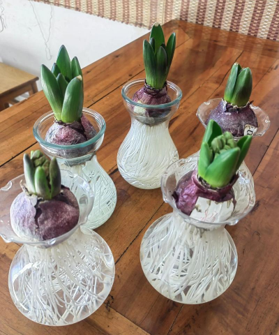 风信子里面放什么土 风信子里面放什么土