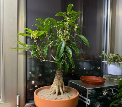 北向阳台养什么树好 北向阳台养什么树好