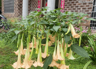 曼陀罗植物是什么样的 曼陀罗植物是什么样的