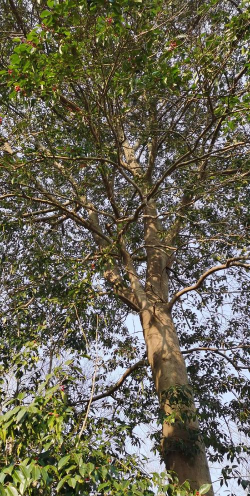 冬青树长得什么样子 冬青树长得什么样子