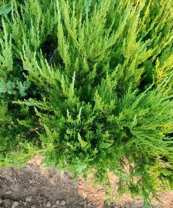 龙柏什么时间修剪好 龙柏什么时间修剪好