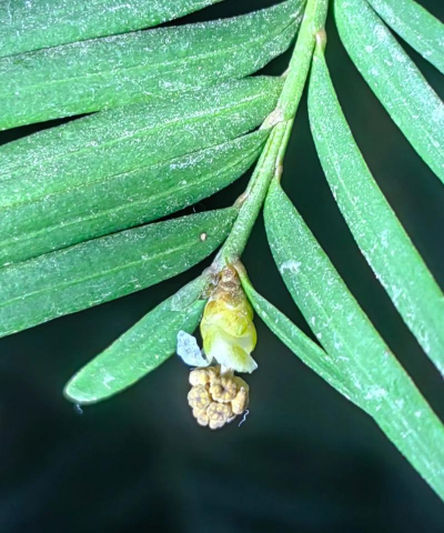 红豆杉的花是什么 红豆杉的花是什么