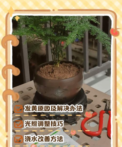 我的文竹为什么变黄了 我的文竹为什么变黄了