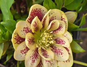 圣诞节什么时候开花 圣诞节什么时候开花