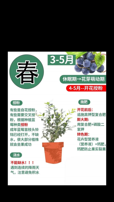 蓝莓自己怎么种植 蓝莓自己怎么种植