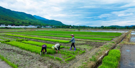 稻谷秧怎么种植 稻谷秧怎么种植