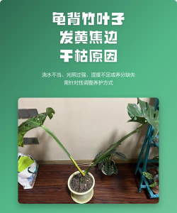 龟背足叶子发黄什么原因 龟背足叶子发黄什么原因