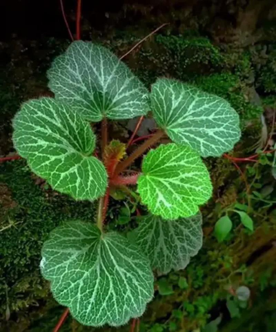 虎耳草长在什么地方 虎耳草长在什么地方