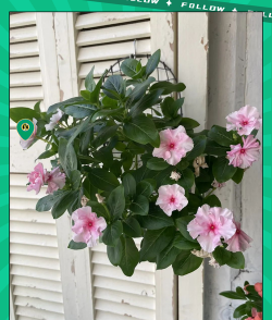 花吊起来的花有哪些 花吊起来的花有哪些