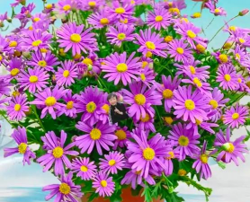 晚春适合种的花有哪些花 晚春适合种的花有哪些花