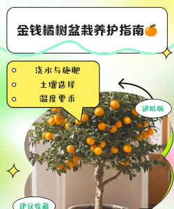 怎么种植橘子树 怎么种植橘子树