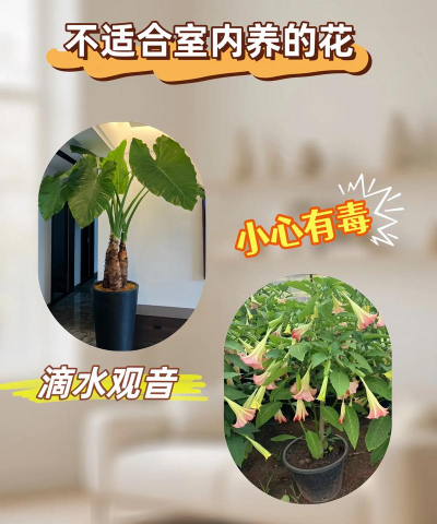 室内花不好养的有哪些花 室内花不好养的有哪些花