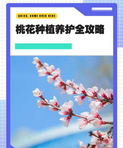 家中桃花怎么种植 家中桃花怎么种植