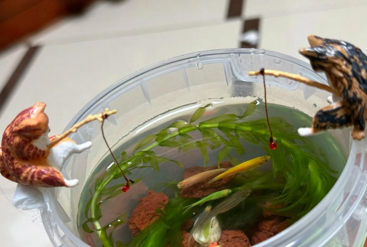 鱼内脏怎么养花做肥料,变废为宝,家庭园艺妙招 鱼内脏怎么养花做肥料,变废为宝,家庭园艺妙招