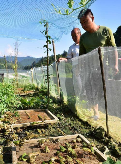 林蛙养殖,掌握技术要点,实现高效生态养殖 林蛙养殖,掌握技术要点,实现高效生态养殖