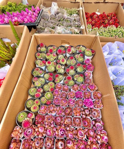 花卉生意进货渠道,一手货源是关键,成本控制有诀窍 花卉生意进货渠道,一手货源是关键,成本控制有诀窍