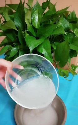 淘米水养花,简单实用,效果明显 淘米水养花,简单实用,效果明显