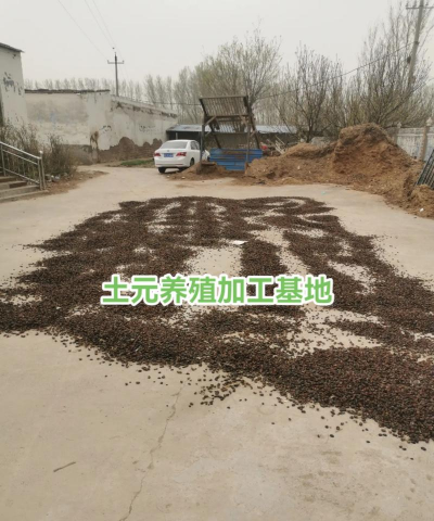 土元加盟养殖公司地址,如何找到靠谱的,实地考察很关键 土元加盟养殖公司地址,如何找到靠谱的,实地考察很关键