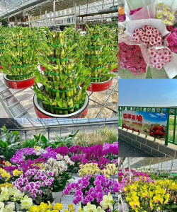 花卉种植基地,选址很关键,管理要跟上 花卉种植基地,选址很关键,管理要跟上