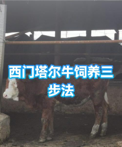西门塔尔牛养殖基地,选址要点,管理技巧 西门塔尔牛养殖基地,选址要点,管理技巧