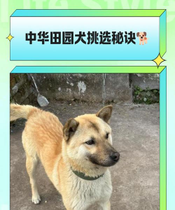 中华田园犬养殖基地,挑选靠谱场所,关注健康保障 中华田园犬养殖基地,挑选靠谱场所,关注健康保障