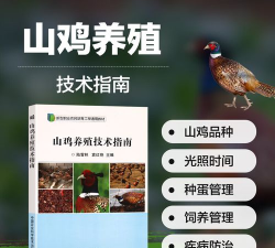 山鸡养殖技术,掌握关键要点,实现高效养殖 山鸡养殖技术,掌握关键要点,实现高效养殖