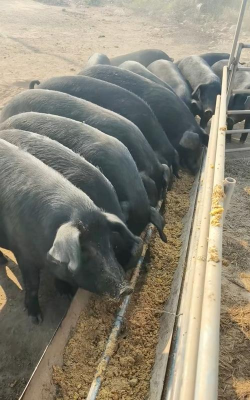 黑猪养殖技术,掌握关键要点,提升养殖效益 黑猪养殖技术,掌握关键要点,提升养殖效益