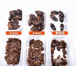 杜比亚养殖,新手入门,常见问题解答 杜比亚养殖,新手入门,常见问题解答