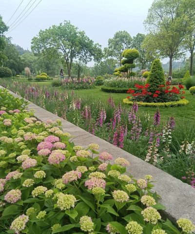 苗圃花卉,选对品种,轻松打造私家花园 苗圃花卉,选对品种,轻松打造私家花园