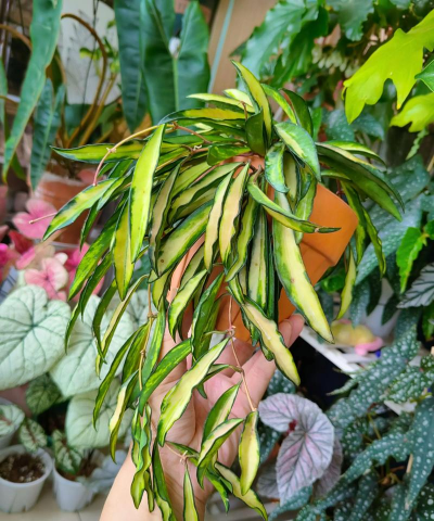 球兰的养殖,轻松上手,花开满枝 球兰的养殖,轻松上手,花开满枝